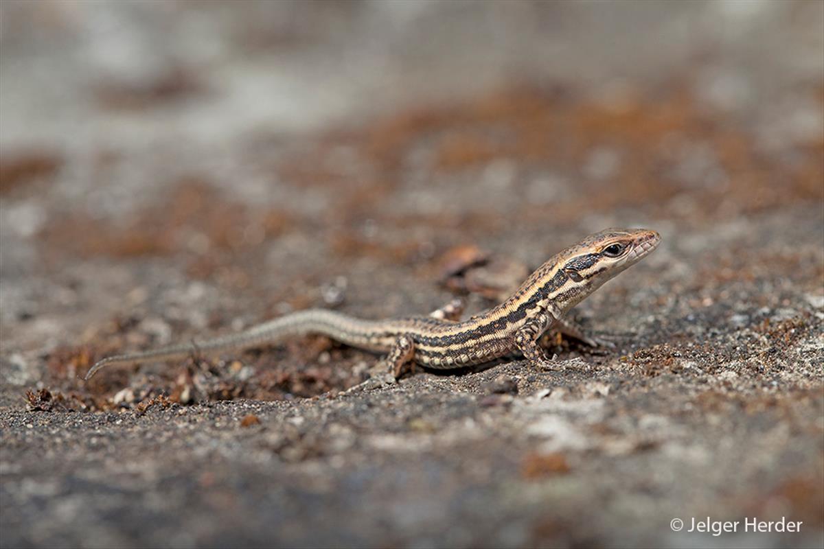 Podarcis muralis (door Jelger Herder)