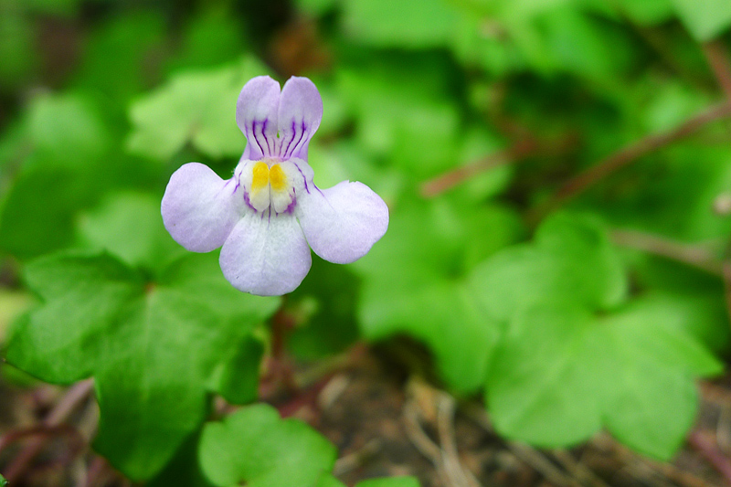 Cymbalaria muralis (door John Breugelmans)