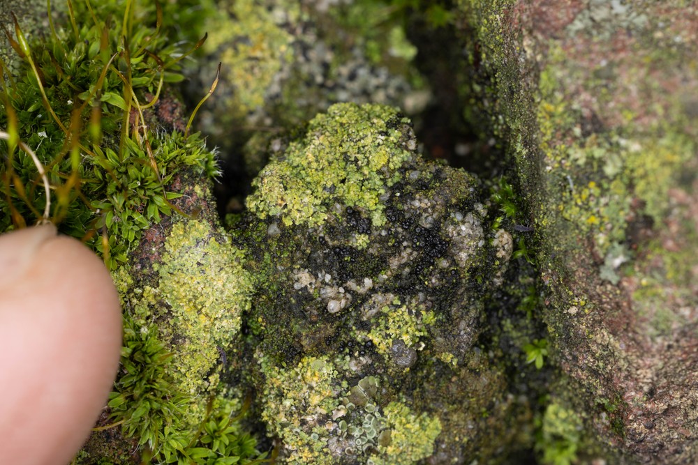 Lempholemma polyanthes (door Peter D'Joos)