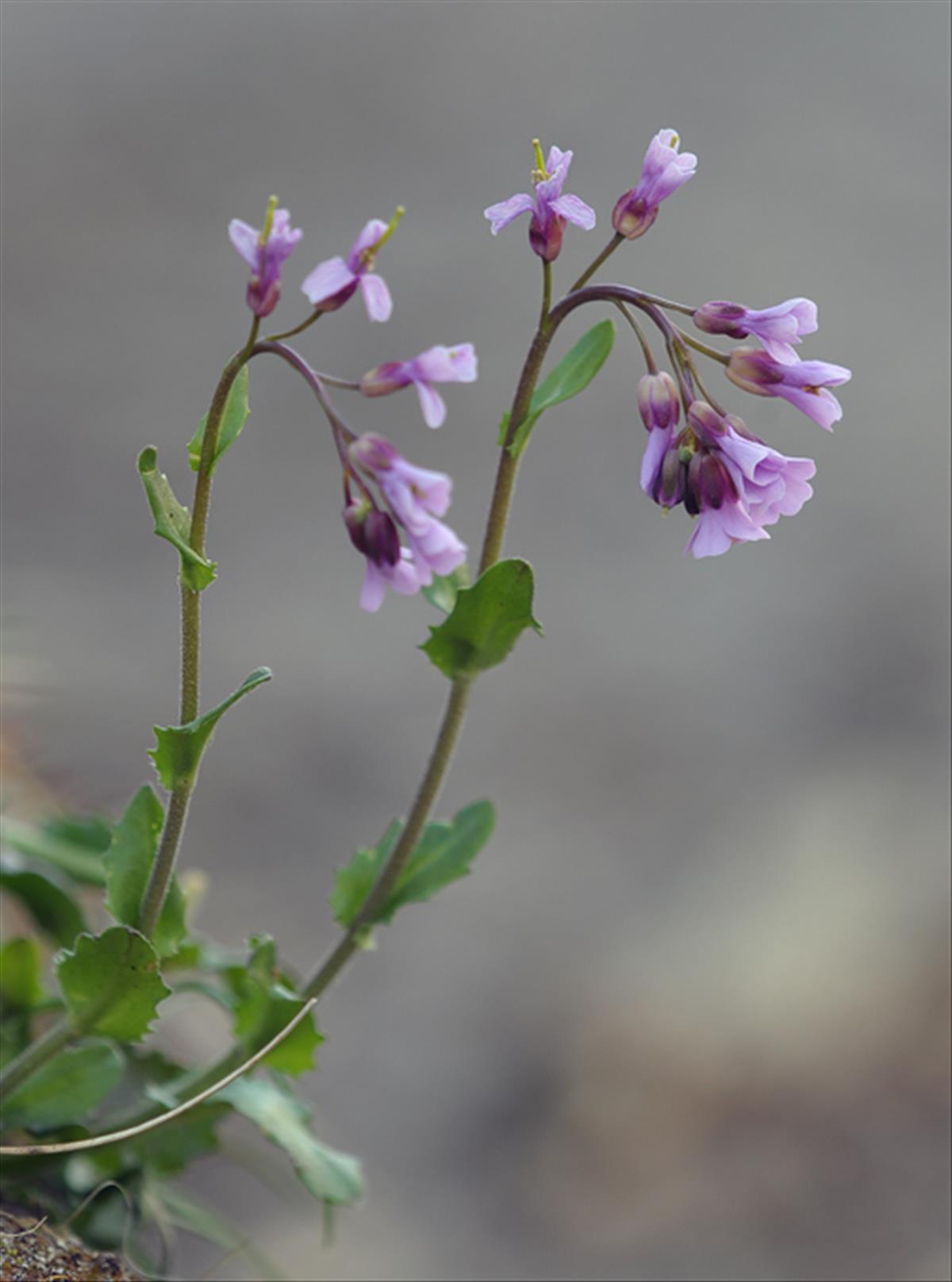 Arabis collina (door Theo Muusse)