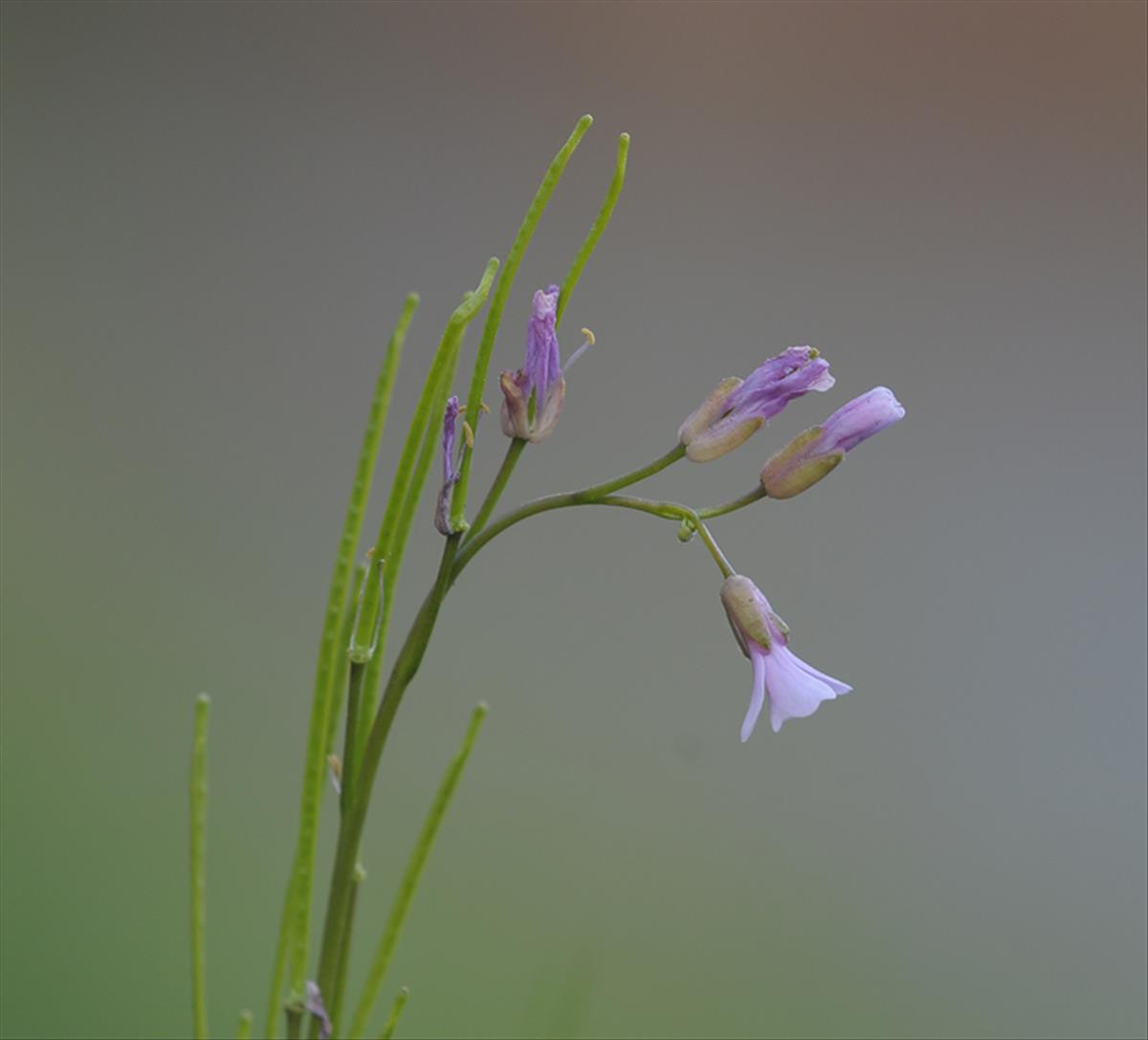 Arabis collina (door Theo Muusse)