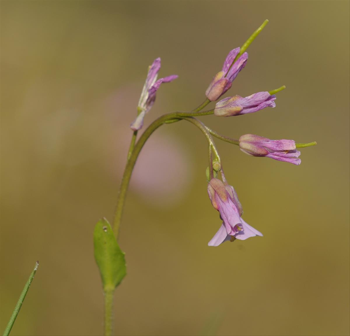 Arabis collina (door Theo Muusse)