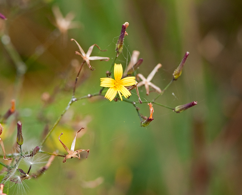 Mycelis muralis (door Wijnand van Buuren)