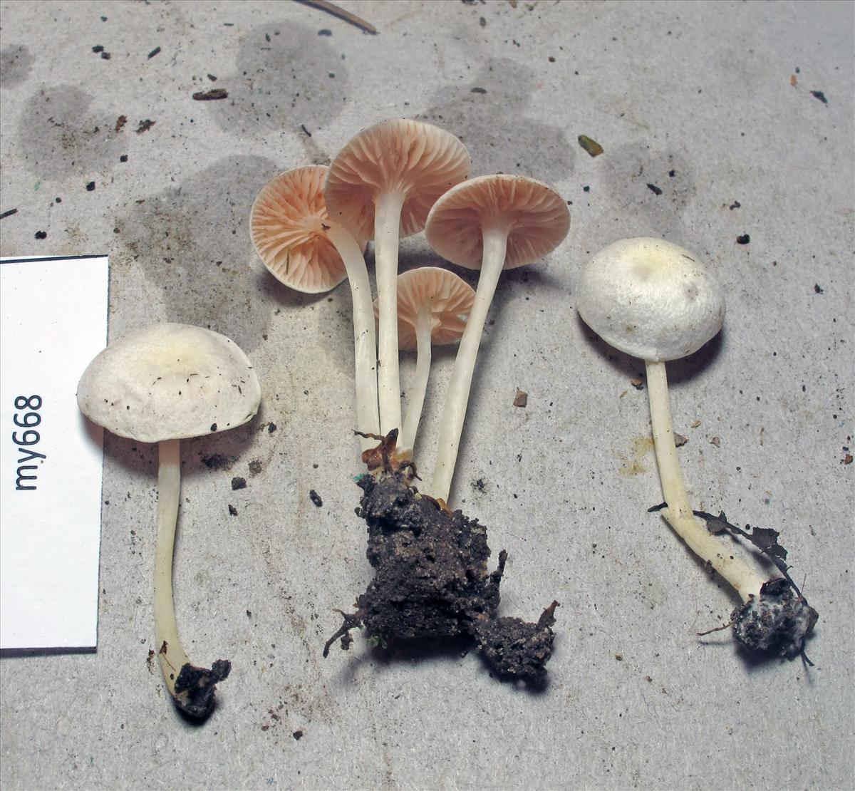 Entoloma cuboidoalbum (door Chiel Noordeloos)