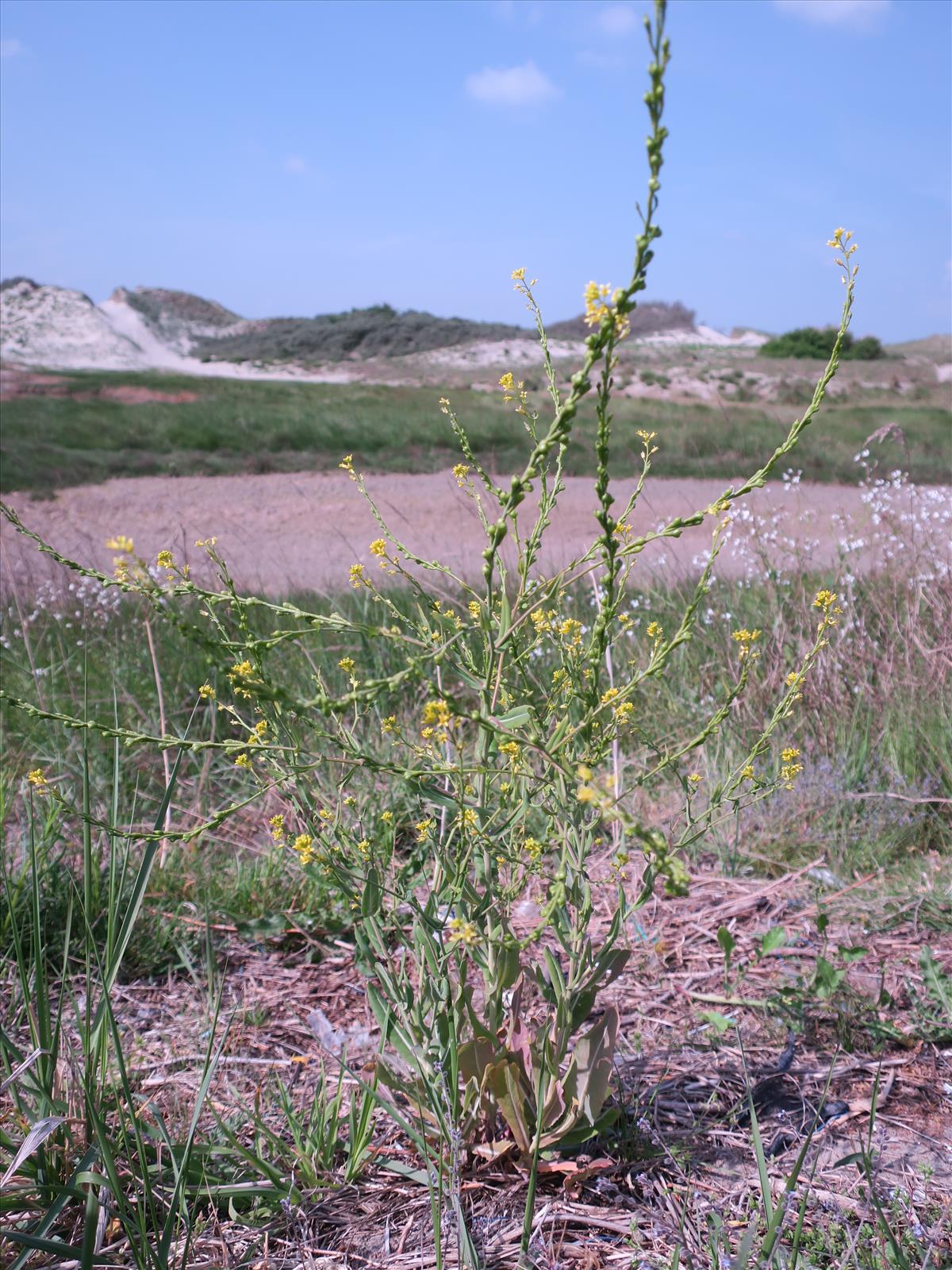 Myagrum perfoliatum (door Grada Menting)