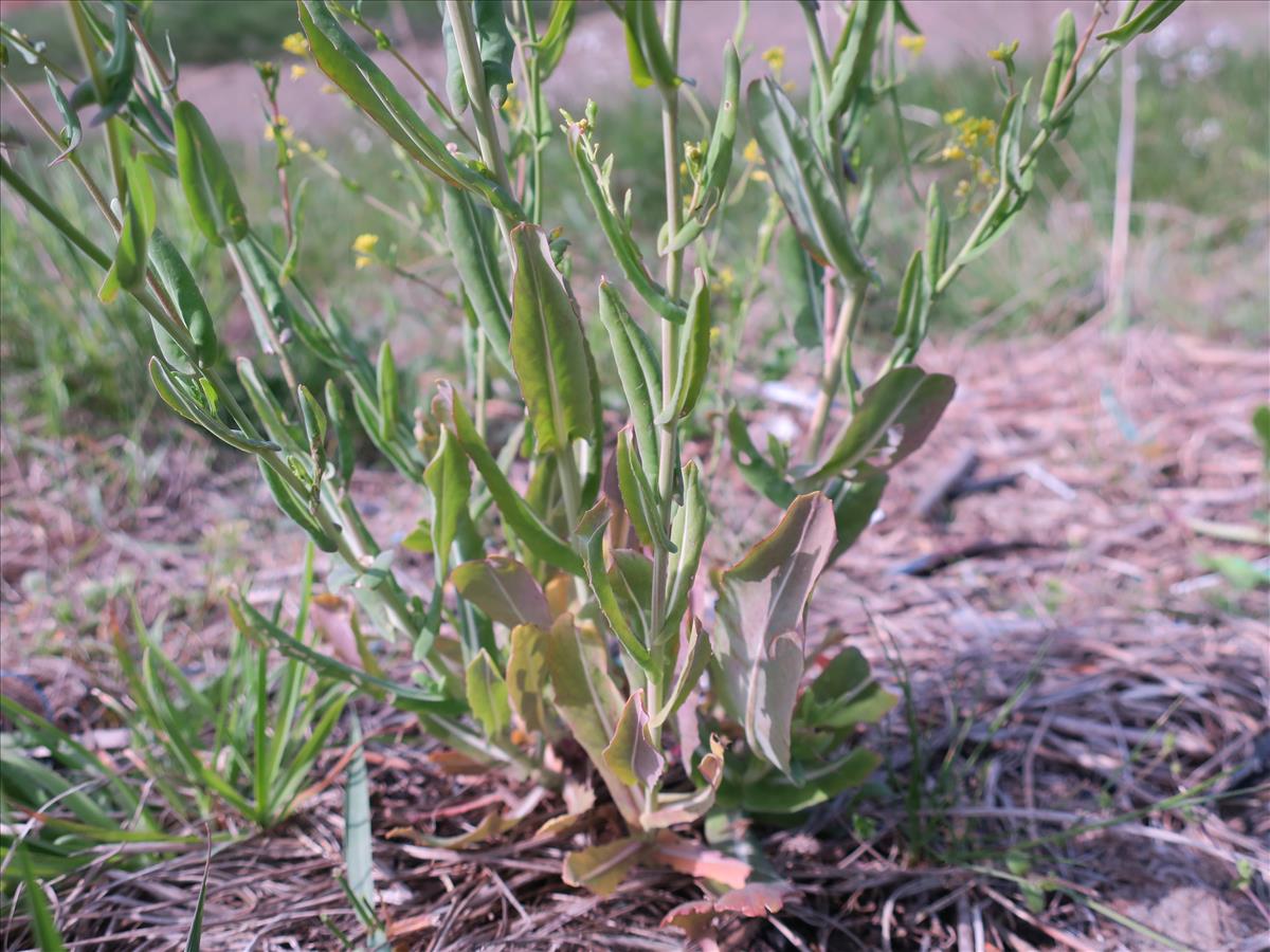 Myagrum perfoliatum (door Grada Menting)