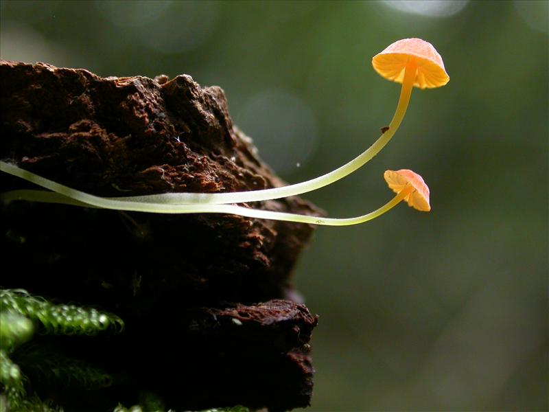 Mycena acicula (door Laurens van Run)