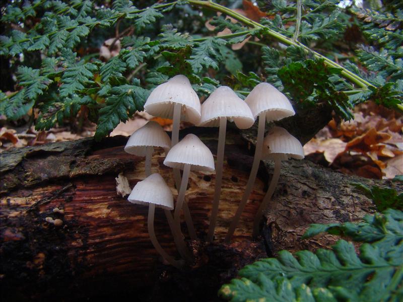 Mycena arcangeliana (door Frans Ozinga)