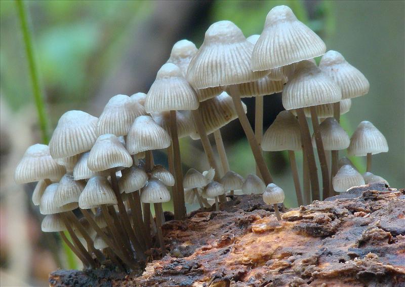 Mycena arcangeliana (door Frans Ozinga)