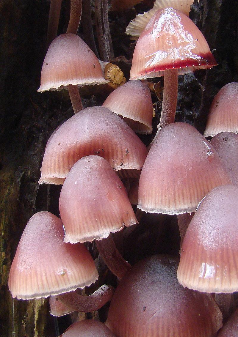 Mycena haematopus (door Frans Ozinga)