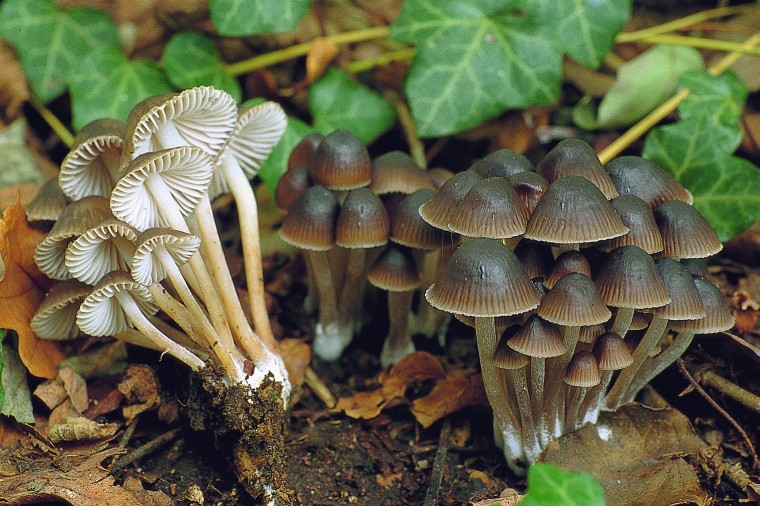 Mycena inclinata (door Henk Huijser)