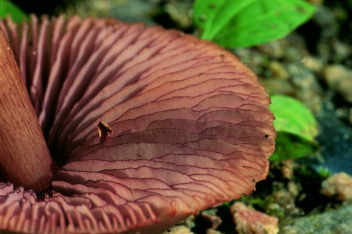 Mycena pelianthina (door H.M.D. Bakker-Walter)