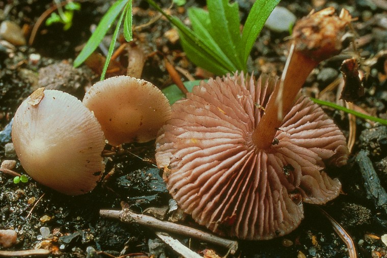 Mycena pelianthina (door W.G. Ligterink)