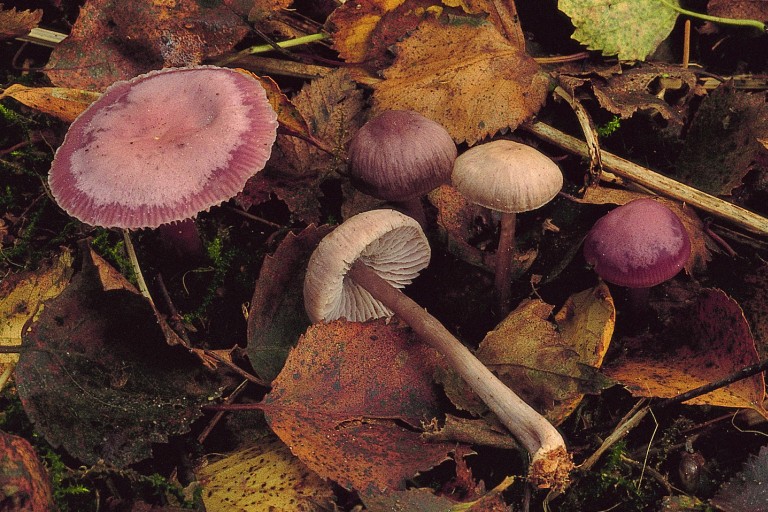 Mycena pura (door Eef Arnolds)