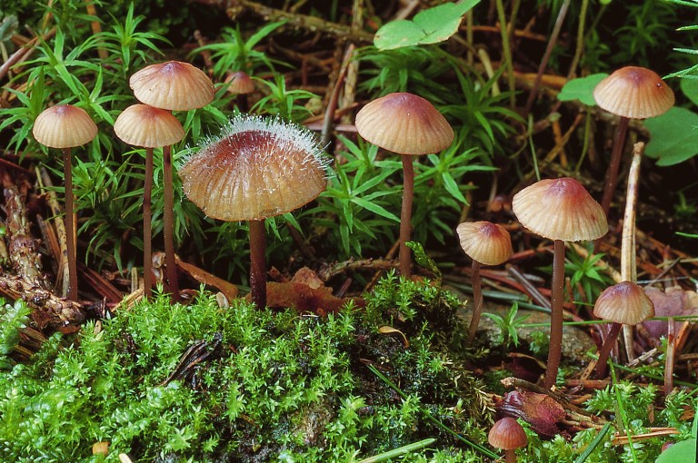 Mycena sanguinolenta (door Aldert Gutter)