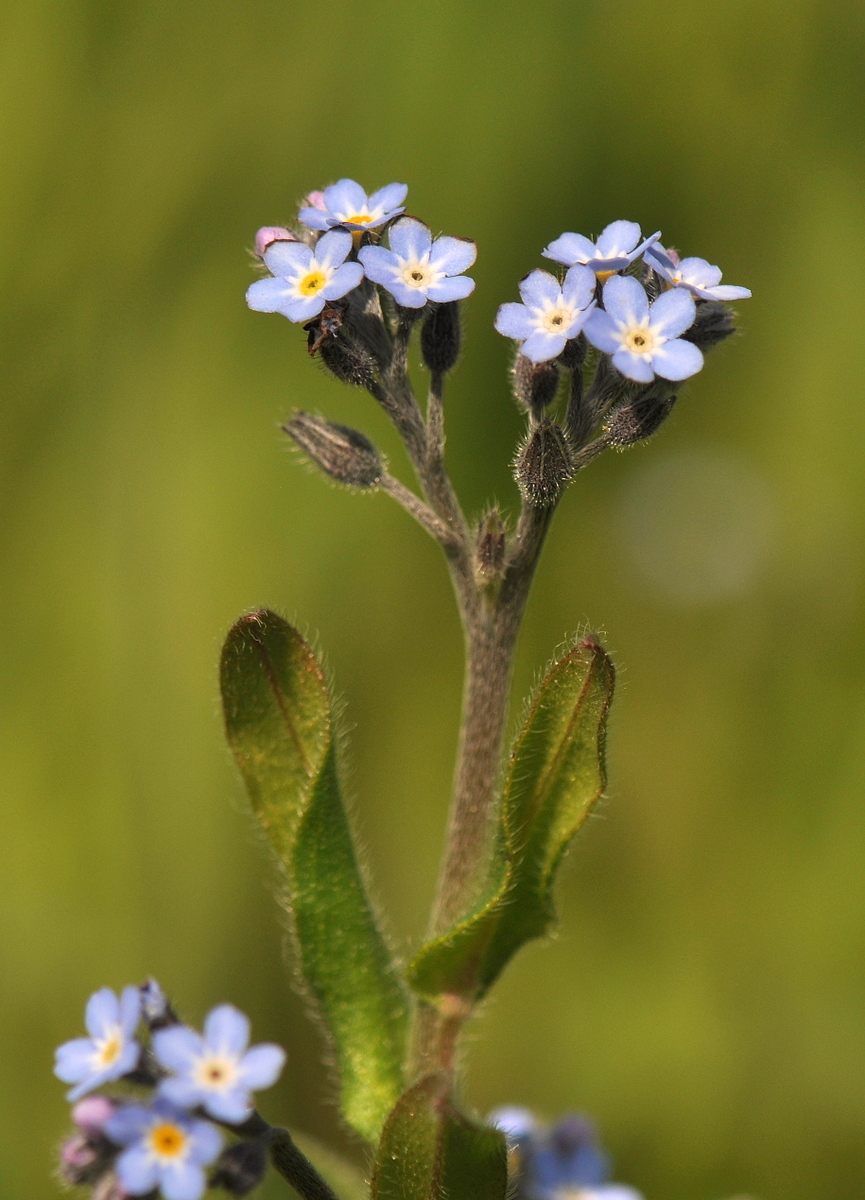 Myosotis arvensis (door Willie Riemsma)