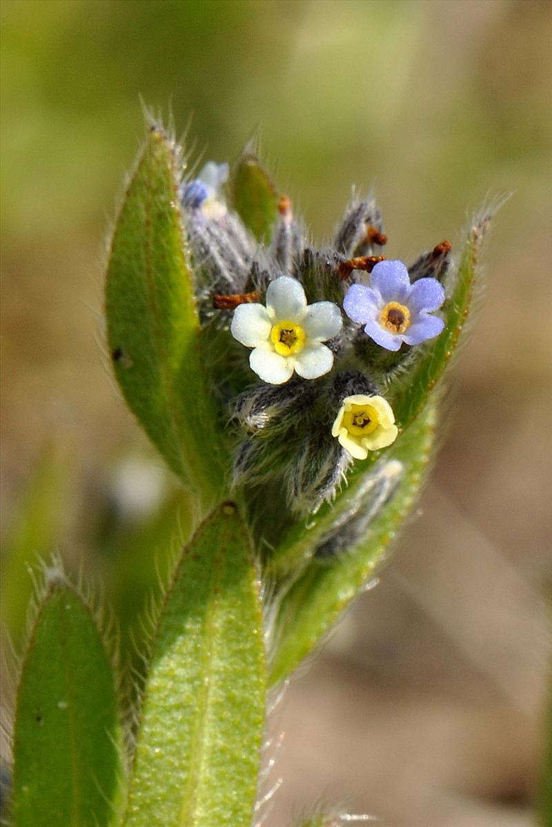 Myosotis discolor s.l. (door Willie Riemsma)