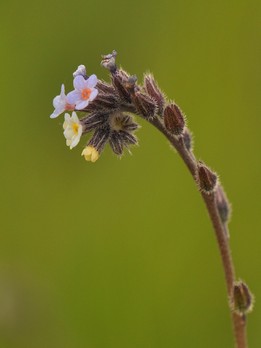 Myosotis discolor subsp. discolor (door Willie Riemsma)