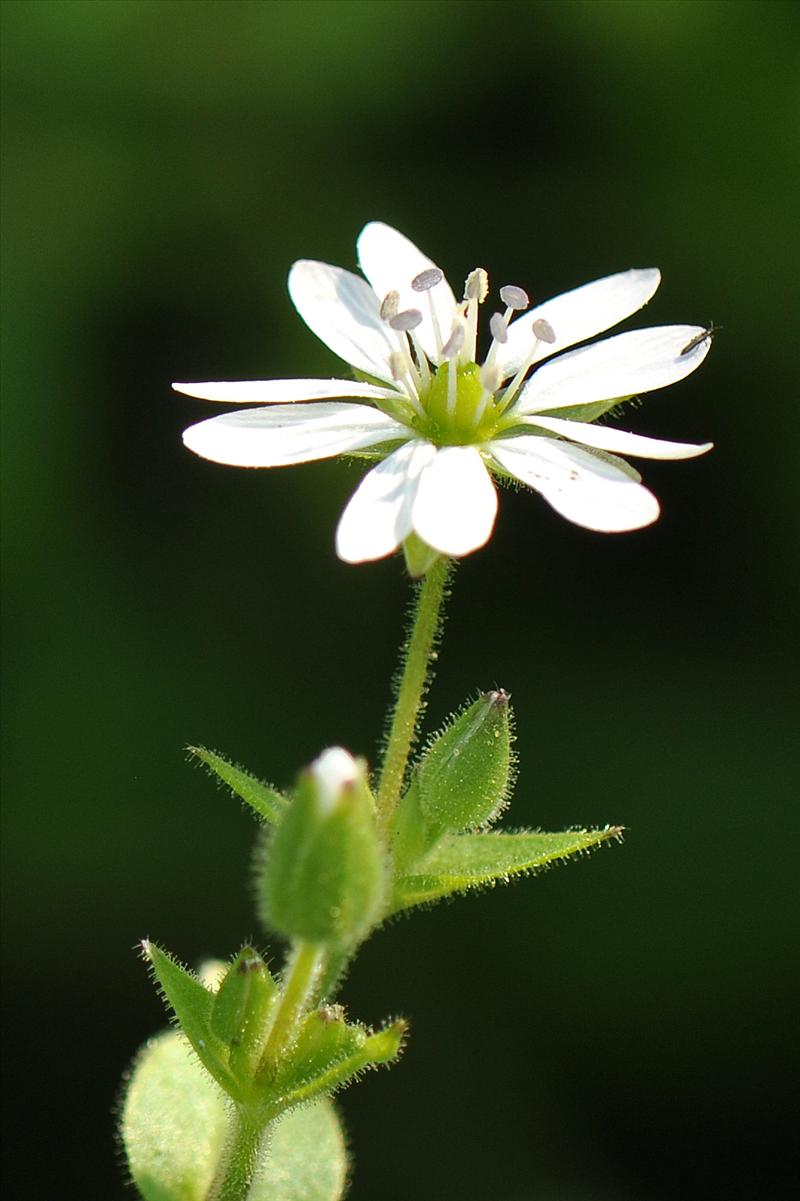 Stellaria aquatica (door Willie Riemsma)