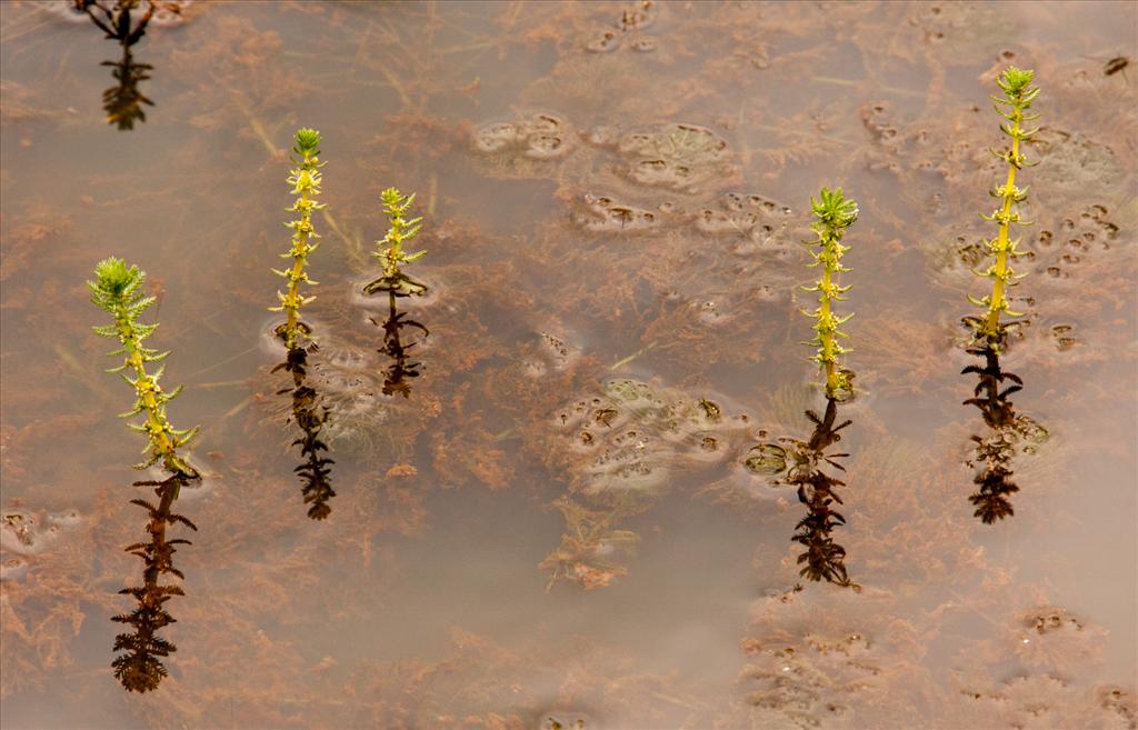 Myriophyllum verticillatum (door Bert Lanjouw)