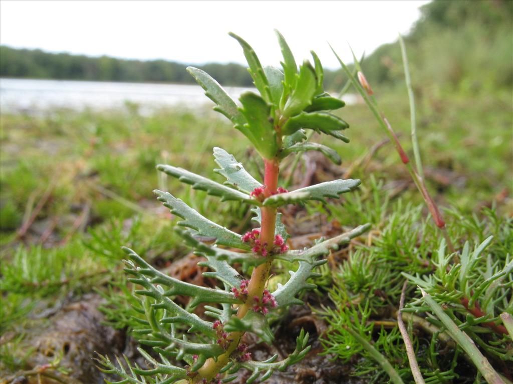 Myriophyllum heterophyllum (door Wim van der Ven)