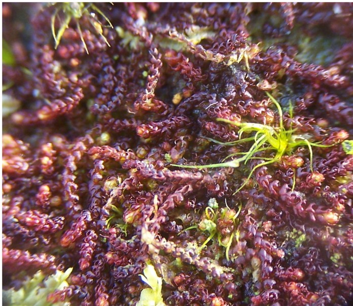 Nowellia curvifolia (door Peter Kroon)