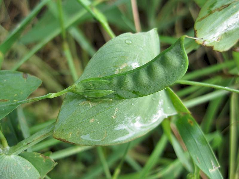 Lathyrus aphaca (door Grada Menting)