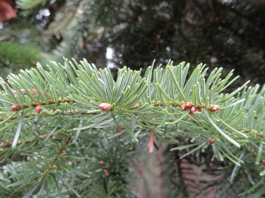 Abies nordmanniana (door Wim van der Neut)