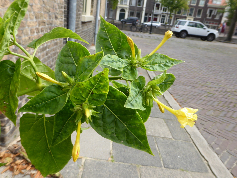 Mirabilis jalapa (door Grada Menting)