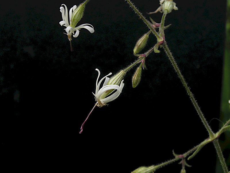 Silene nutans (door Grada Menting)