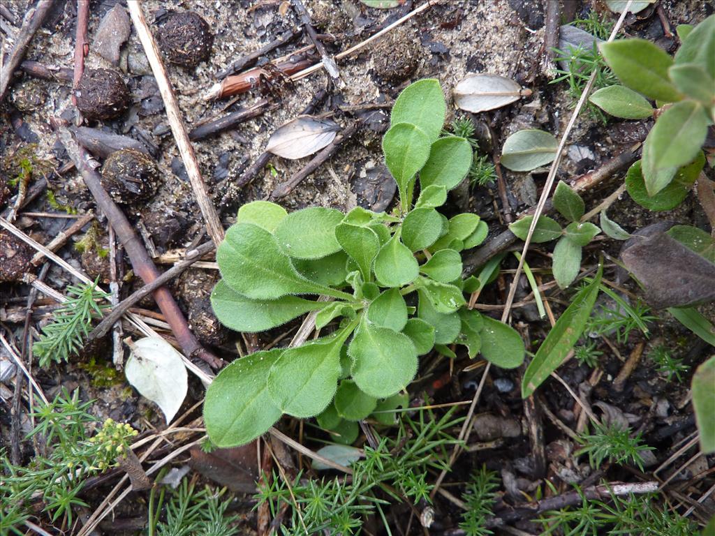 Silene nutans (door Koen van Zoest)