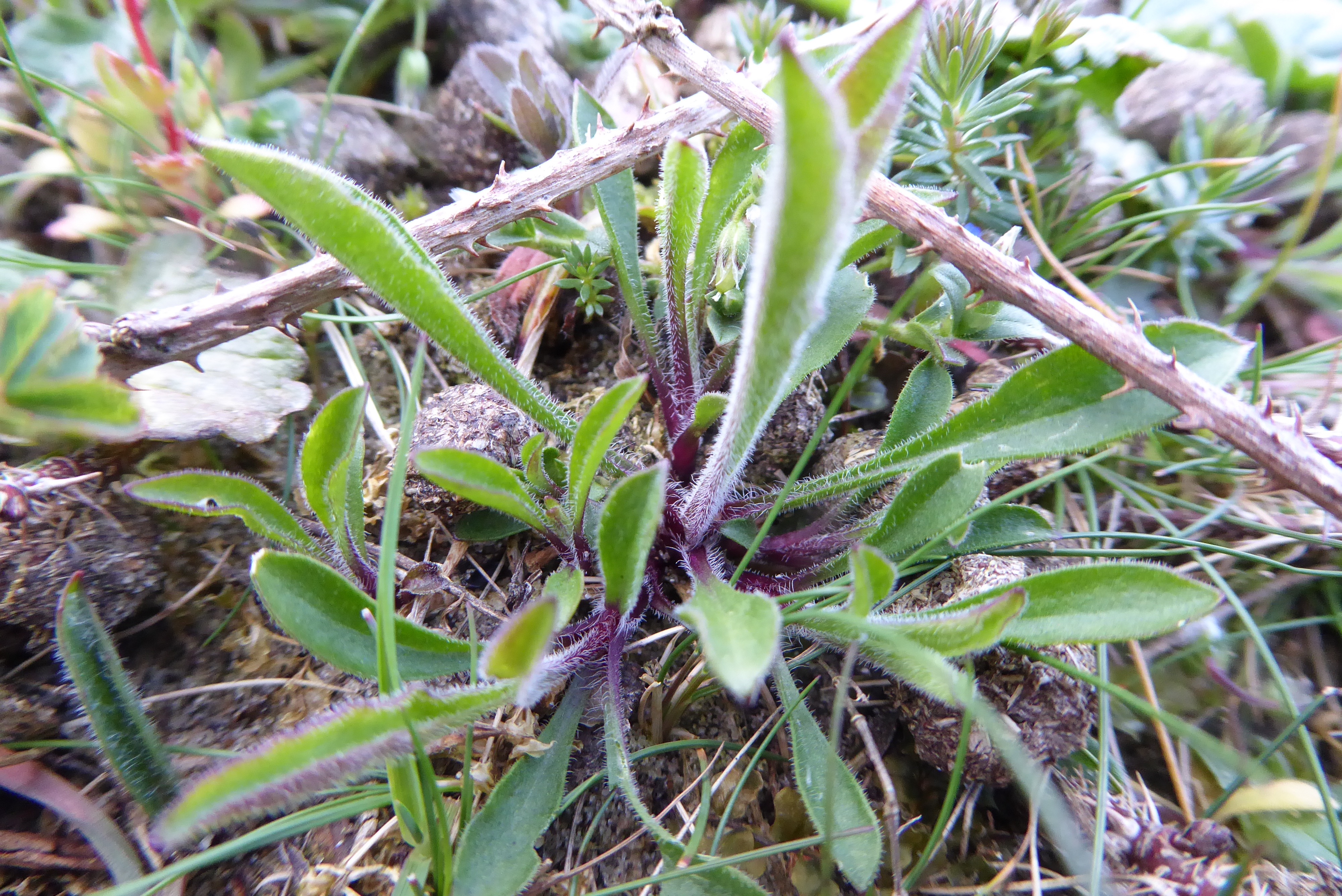 Silene nutans (door Koen van Zoest)