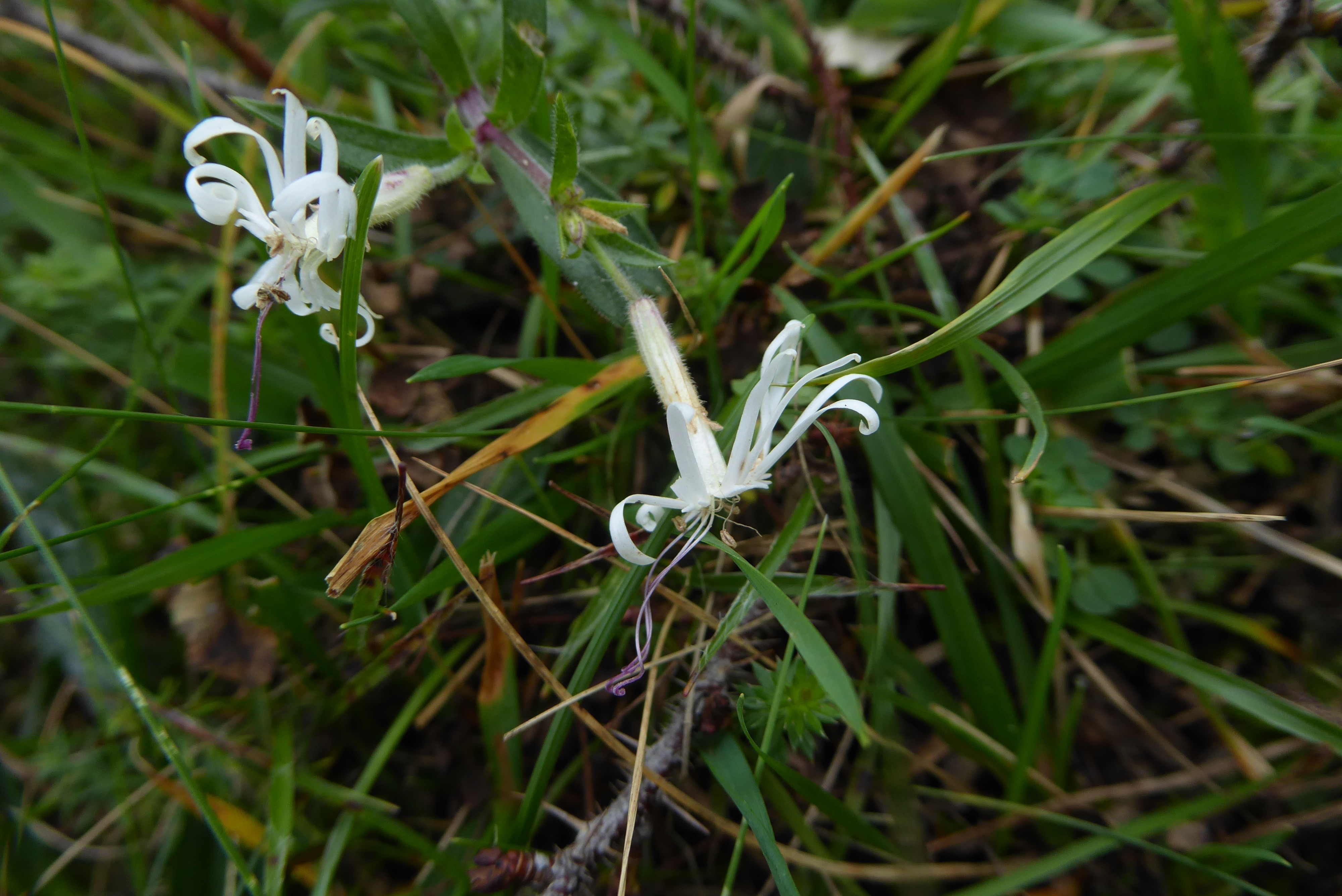 Silene nutans (door Koen van Zoest)