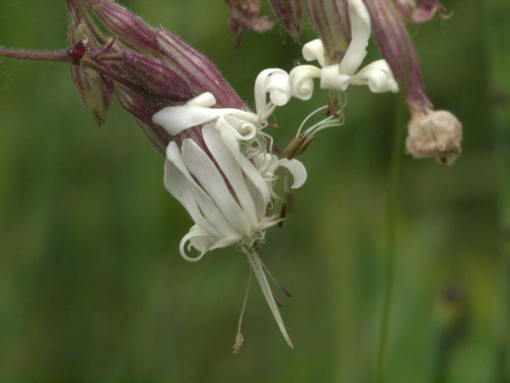 Silene nutans (door Peter Hegi)