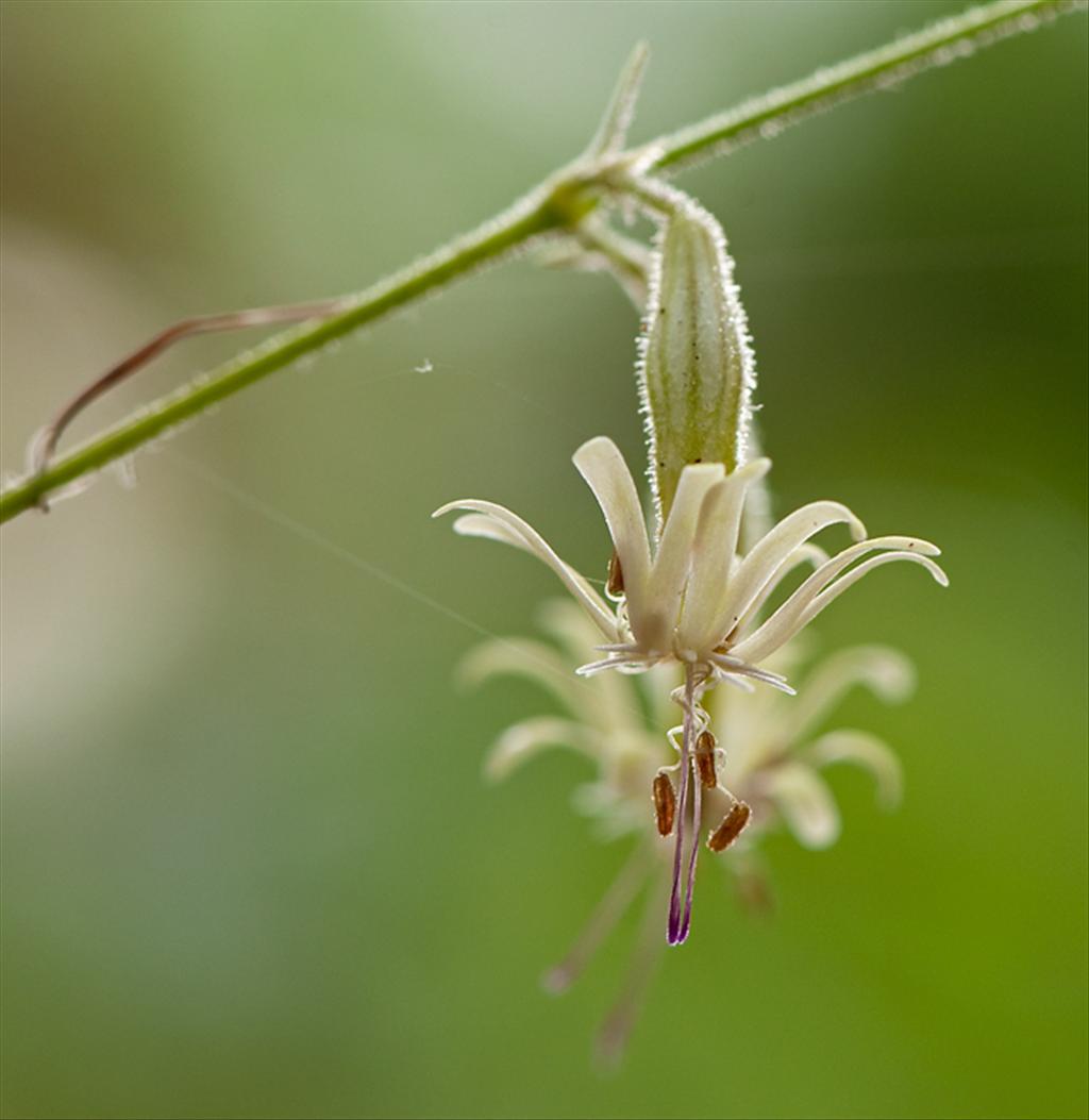 Silene nutans (door Wijnand van Buuren)