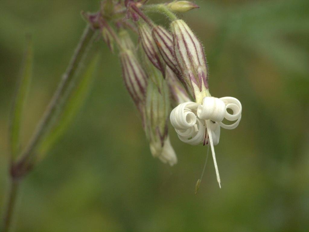 Silene nutans (door Peter Hegi)