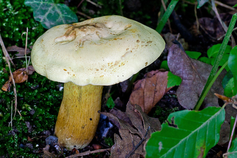 Tricholoma sulphureum (door John Breugelmans)