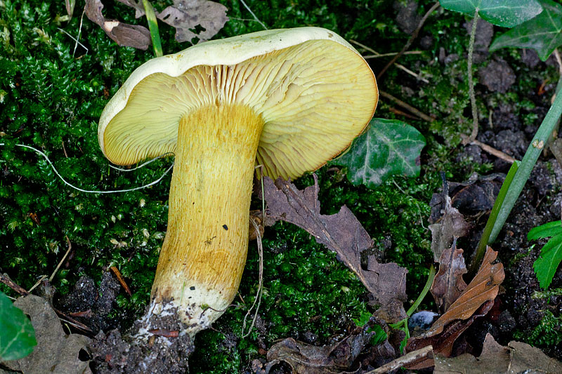 Tricholoma sulphureum (door John Breugelmans)