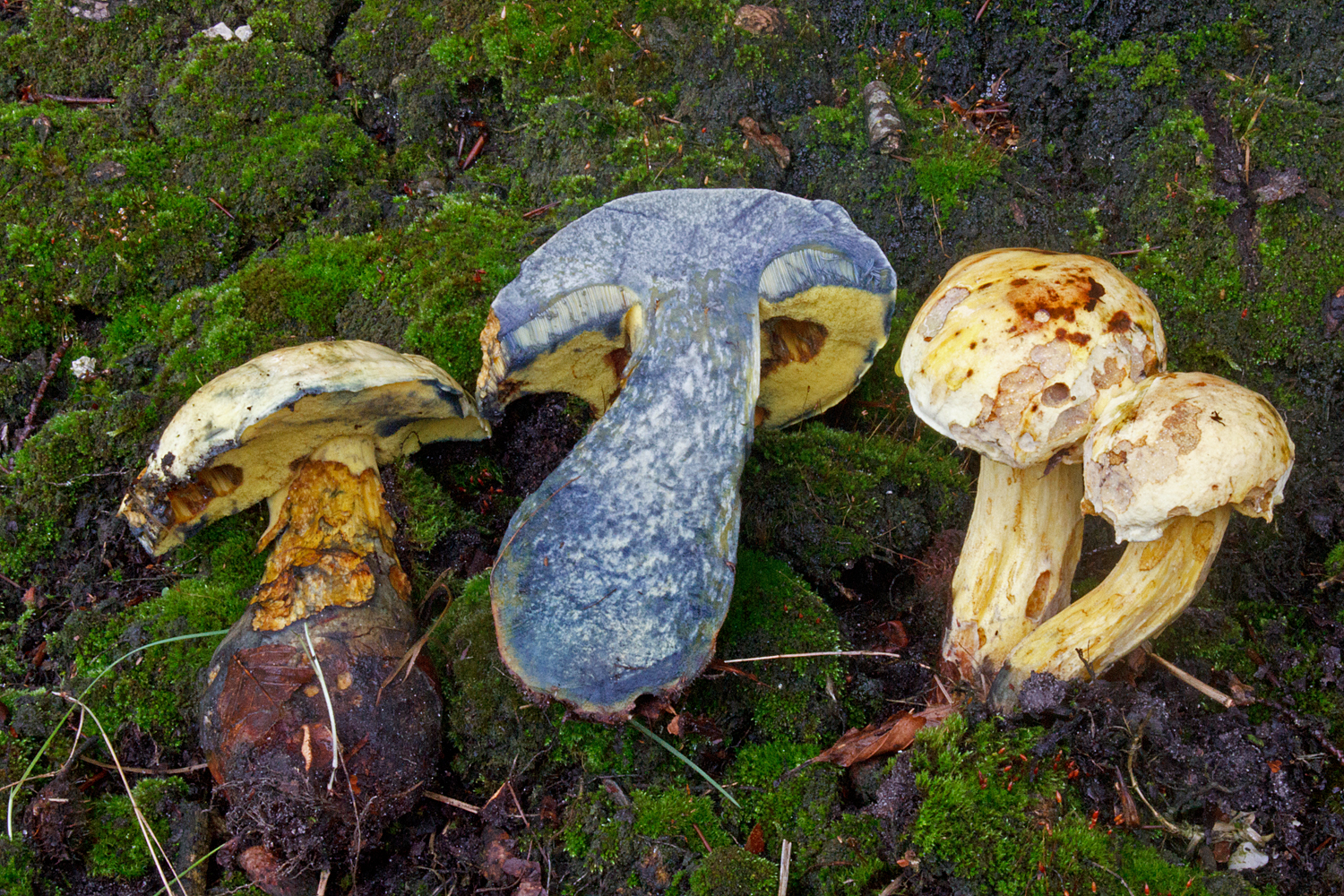 Neoboletus erythropus f. pseudosulphureus (door John Breugelmans)