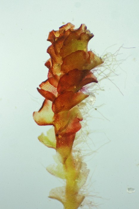 Nardia geoscyphus (door Jan Kersten)