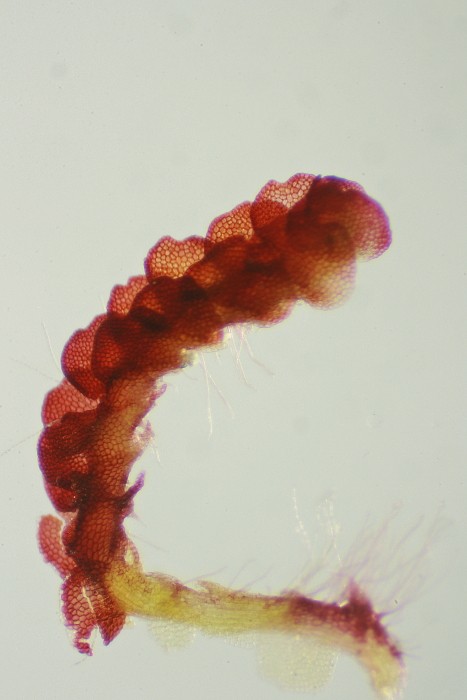 Nardia geoscyphus (door Jan Kersten)