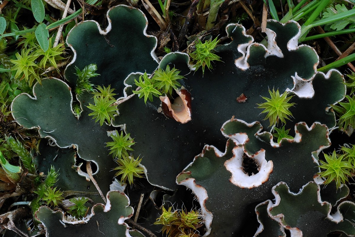 Peltigera neckeri (door Arjan de Groot)