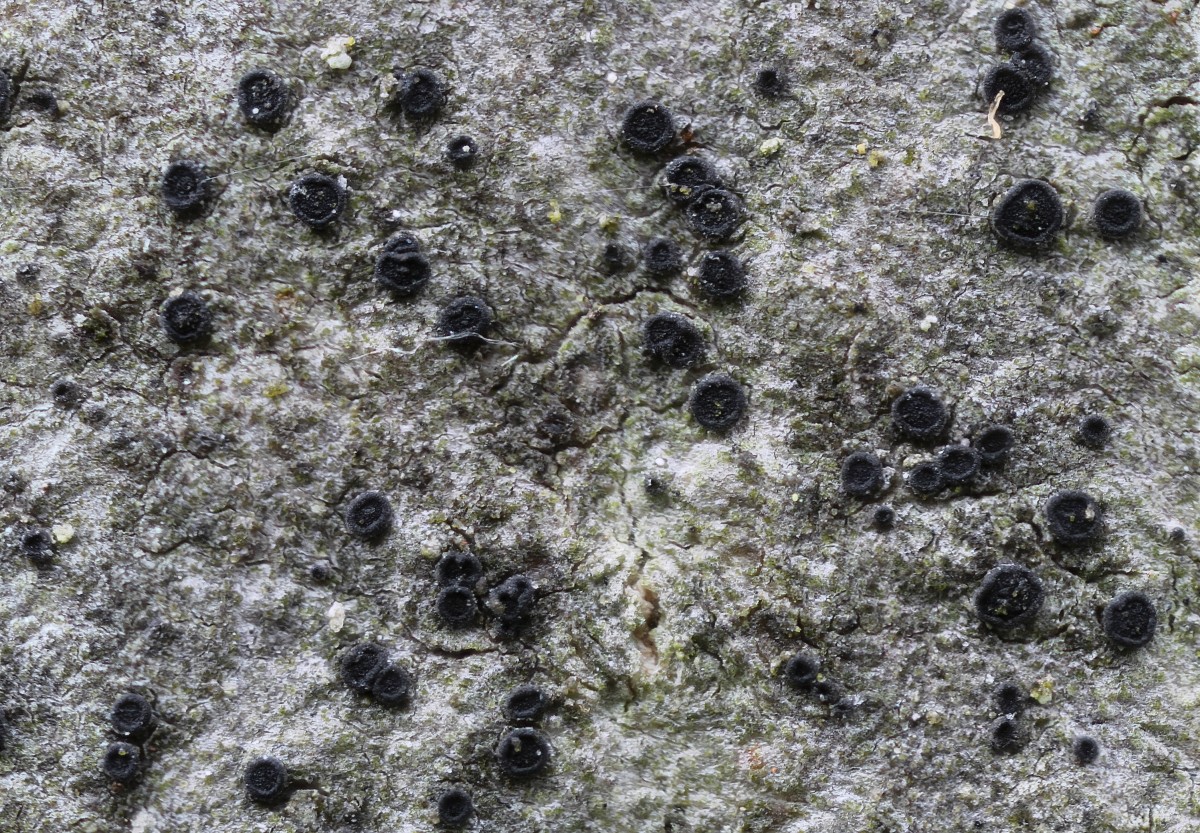 Catillaria nigroclavata (door Arjan de Groot)