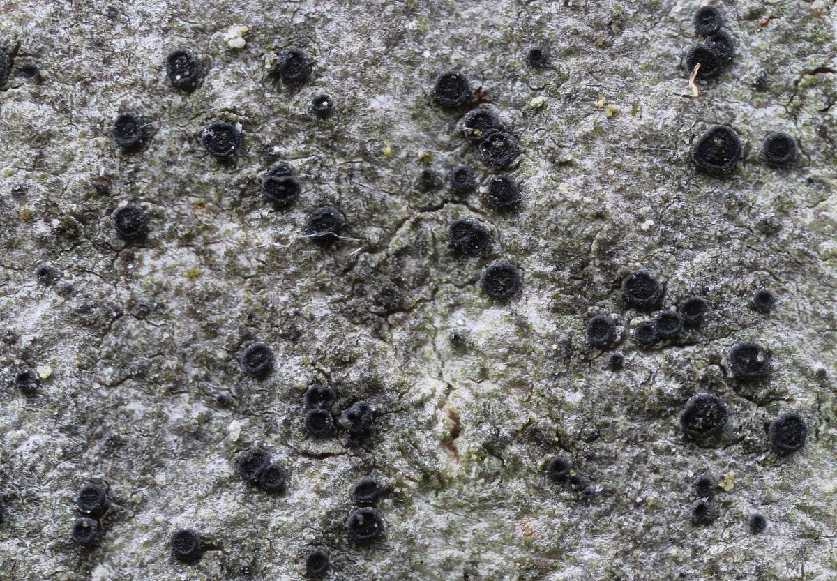 Catillaria nigroclavata (door Arjan de Groot)