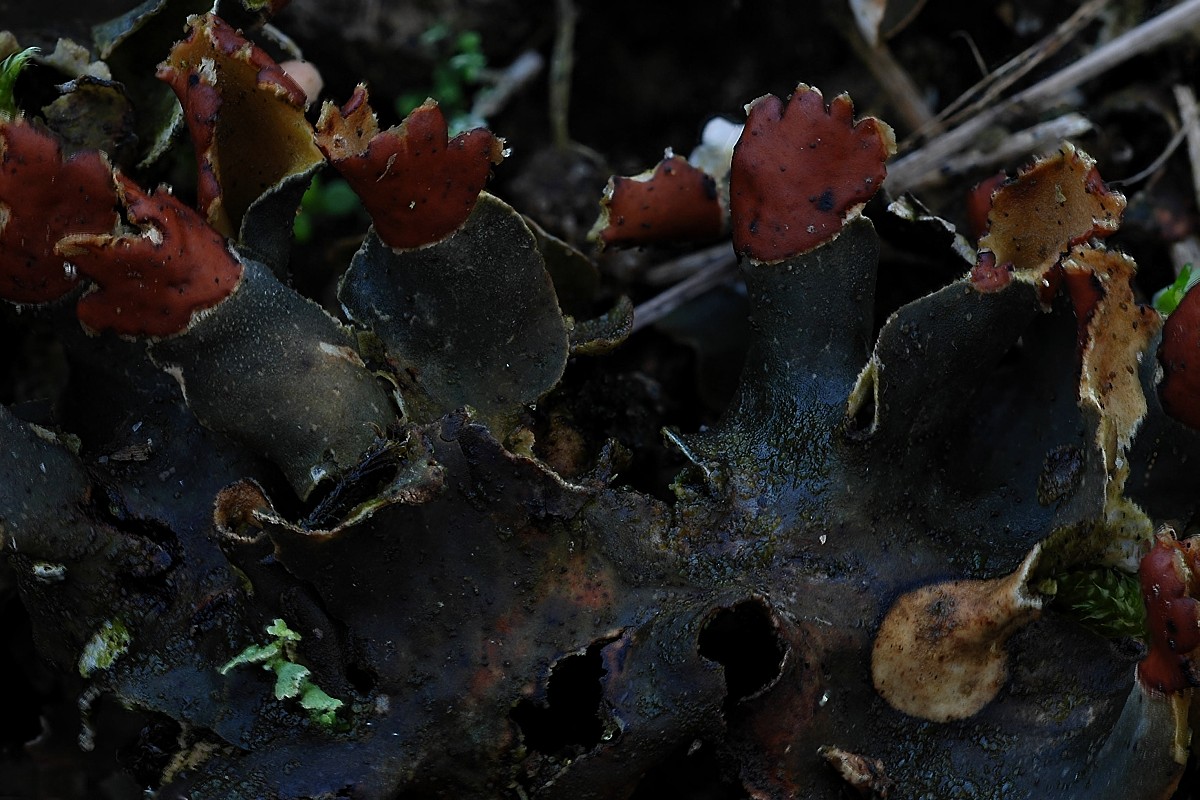 Peltigera neckeri (door Arjan de Groot)