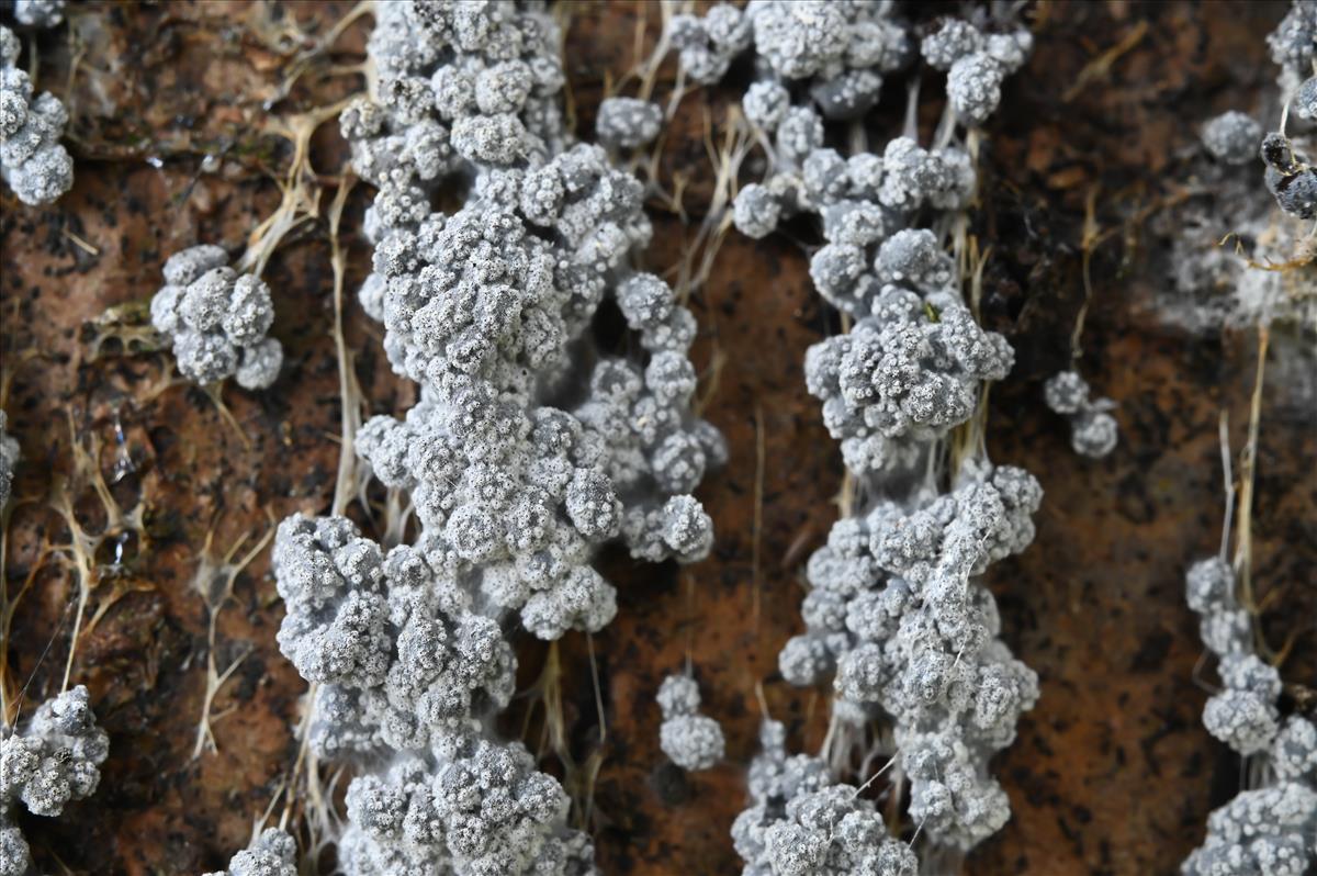 Nectriopsis candicans (door Laurens van der Linde)