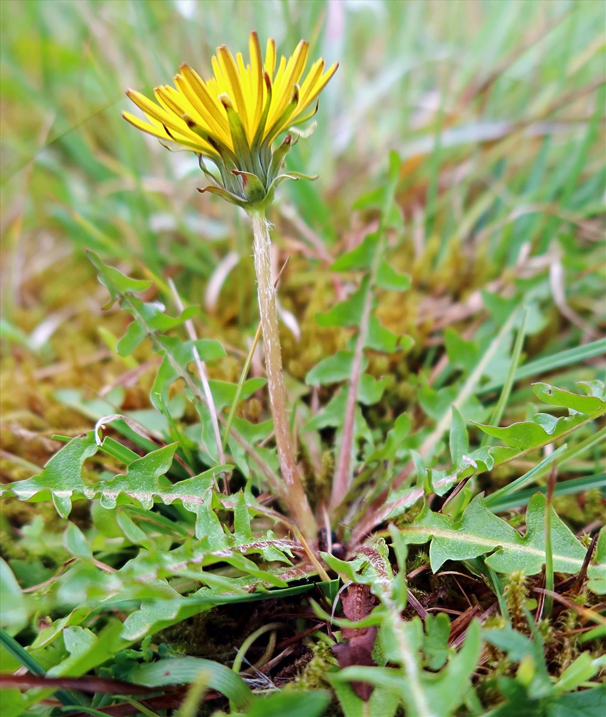 Taraxacum neerlandicum (door Otto Zijlstra)
