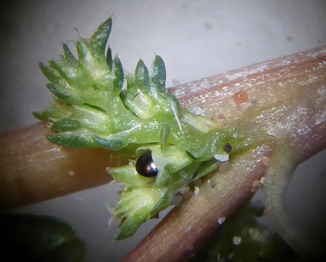 Amaranthus blitoides (door Koen van Zoest)