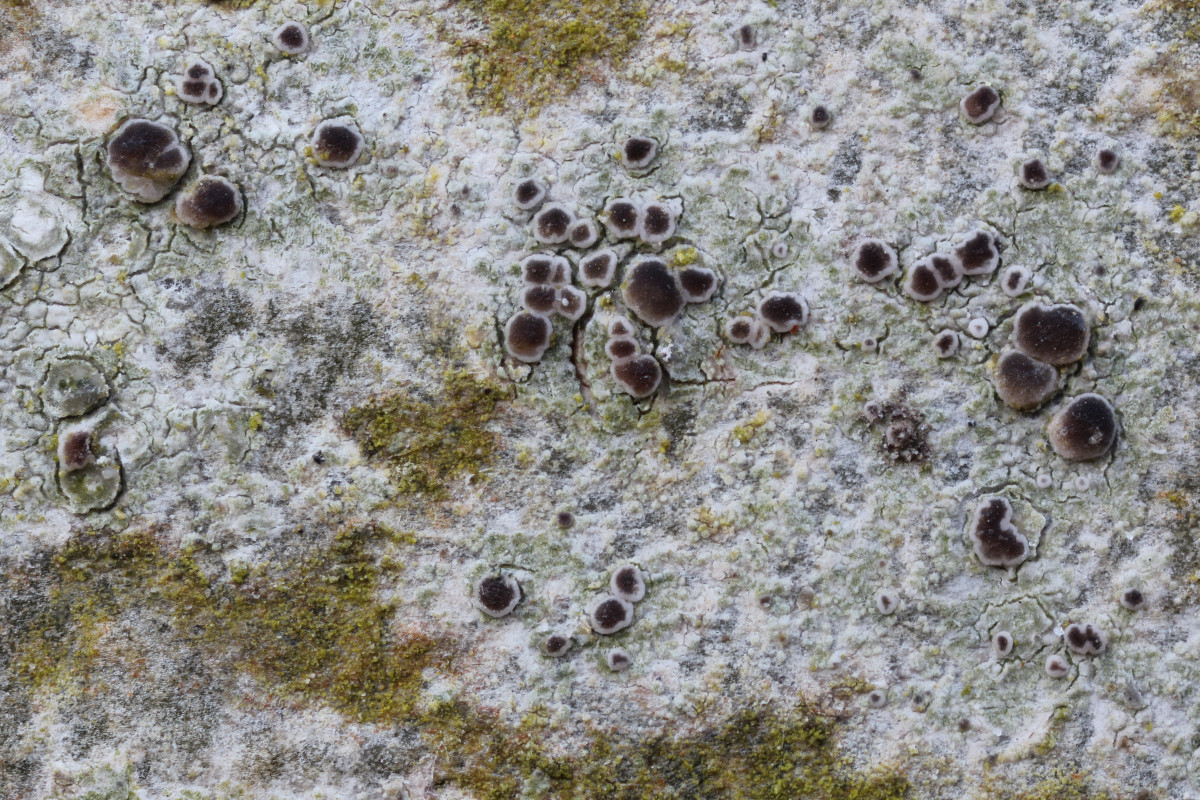 Lecania naegelii (door Arjan de Groot)