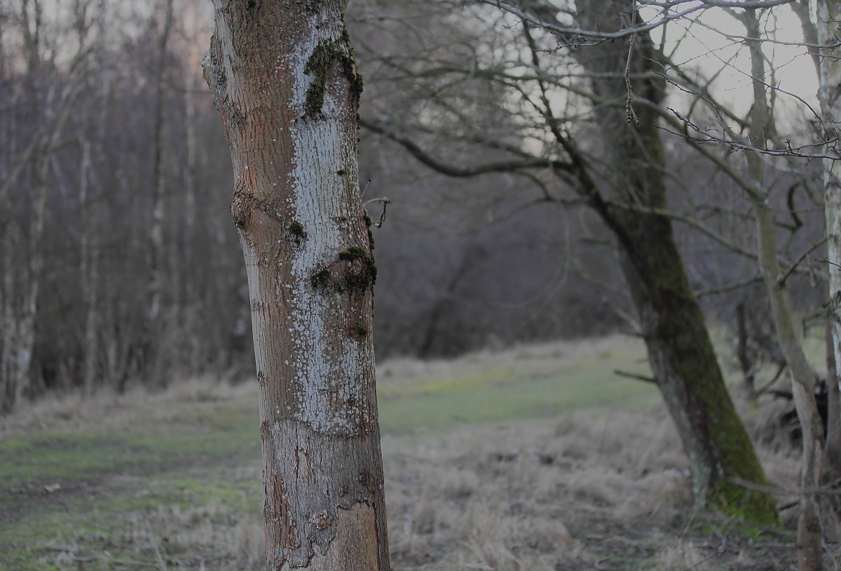 Lecania naegelii (door Arjan de Groot)